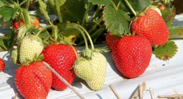 Odrůda jahodník - alba: vlastnosti, výsadba a péče